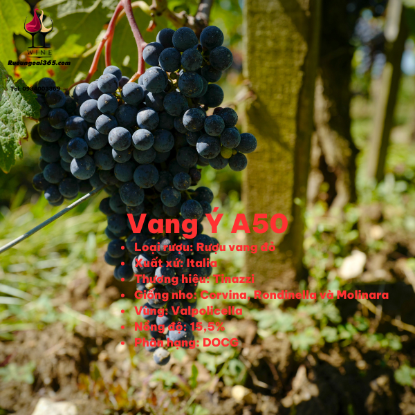 Rượu vang Ý A50 Amarone