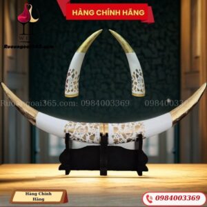 CẶP NGÀ VOI - RƯỢU HOÀI TRANG BAISHUIDUKANG
